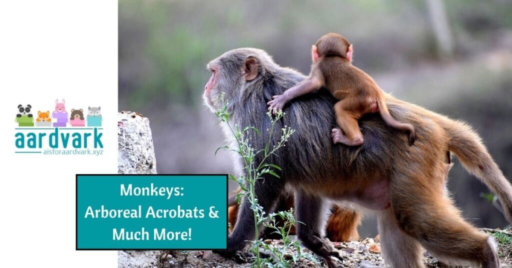 a mother monkey walking with her baby on her back. text reads monkeys: arboreal acrobats and much more