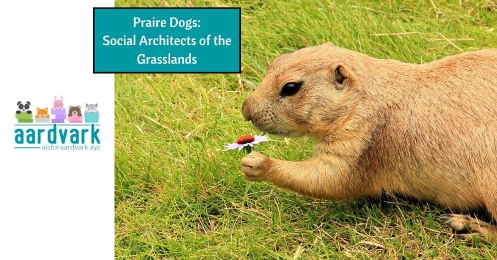 a priaire dog holding a daisy. Text reads, prairie dogs, social architects of the grasslands