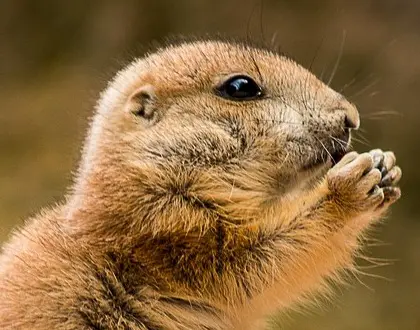 prairie dog nibbling on something it holds in its paws