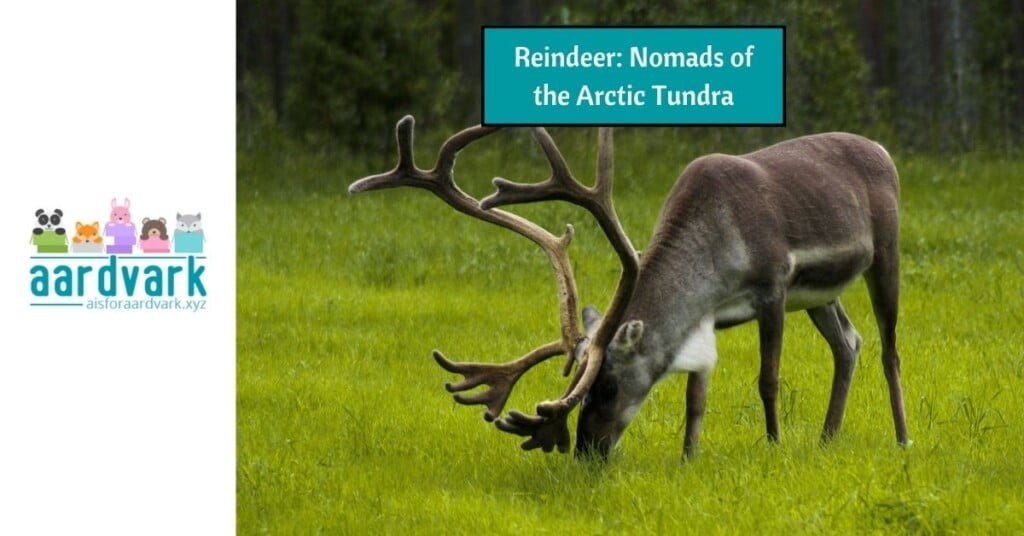 a reindeer grazing in a green field. text reads, "Reindeer: Nomads of the Arctic Tundra"