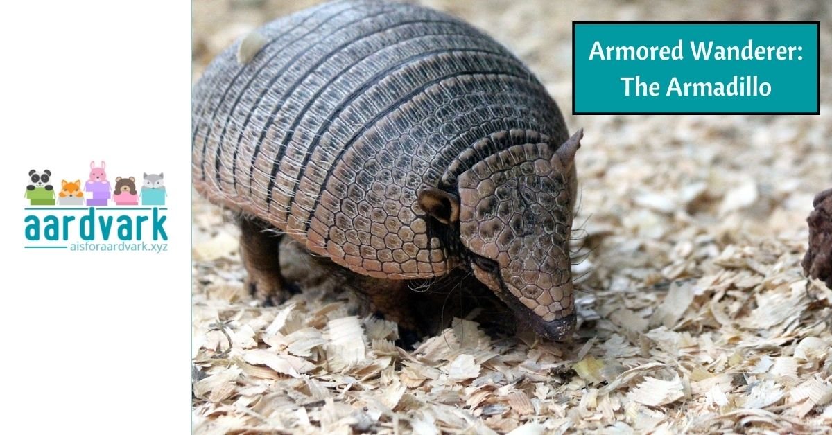 an armadillo walking across gravel. Text reads, Armored Wanderer: The Armadillo