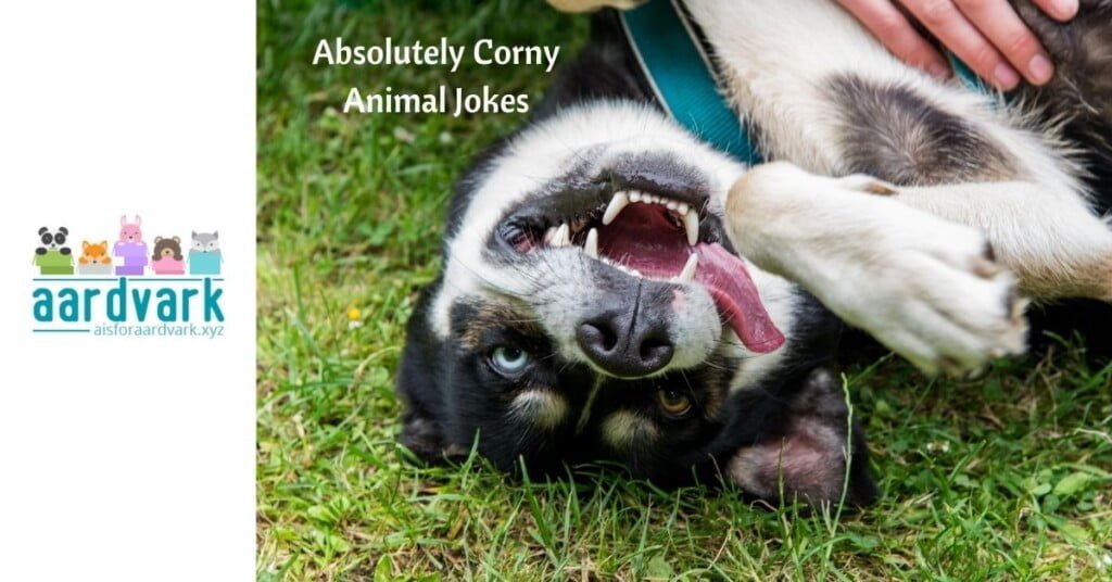 a dog rolled over on its back that appears to be laughing. Text reads, absolutely corny animal jokes