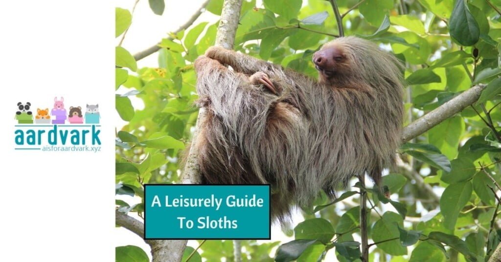 a sloth sitting in the V of a tree branch. Text reads, a leisurely guide to sloths