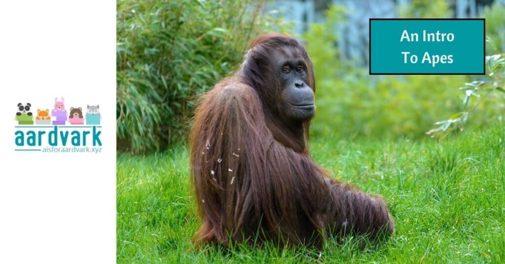 an orangutan sitting in grass, staring at the camera. text reads, an intro to apes