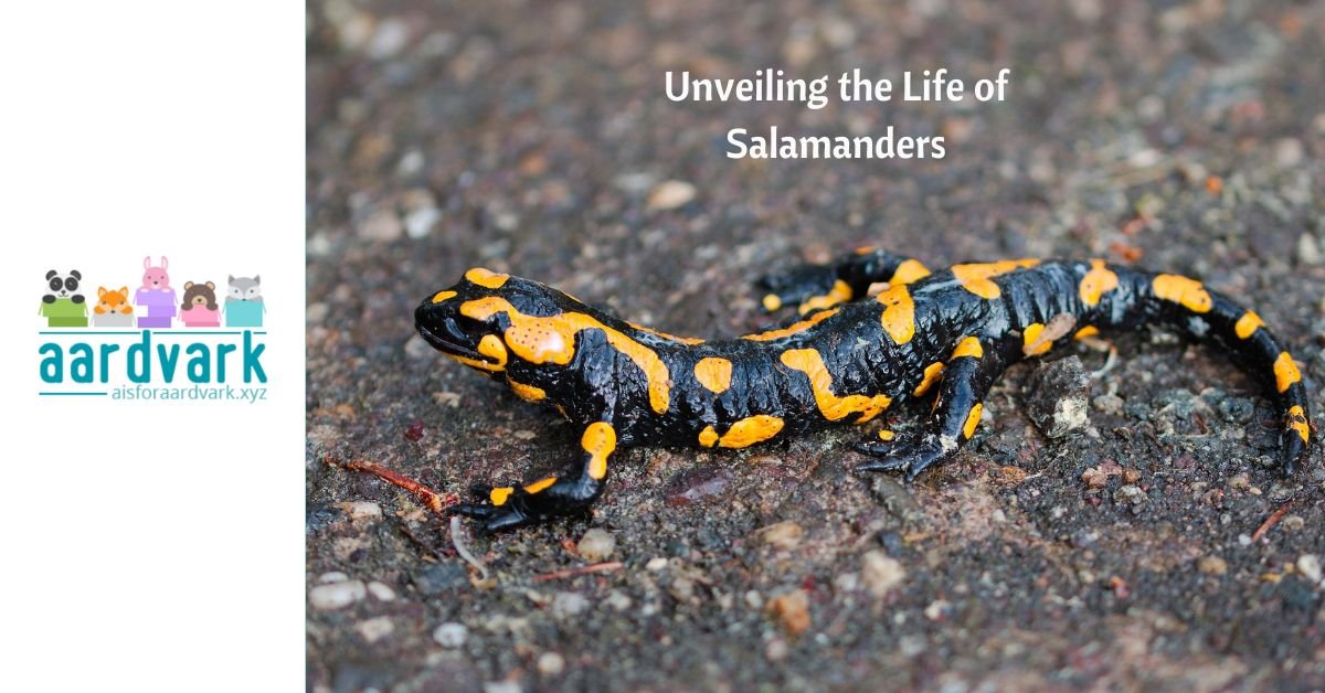 a black and orange salamander. text reads, unveiling the life of salamanders