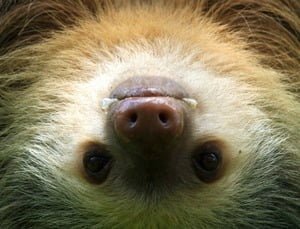 a sloth's face while it hangs upside down