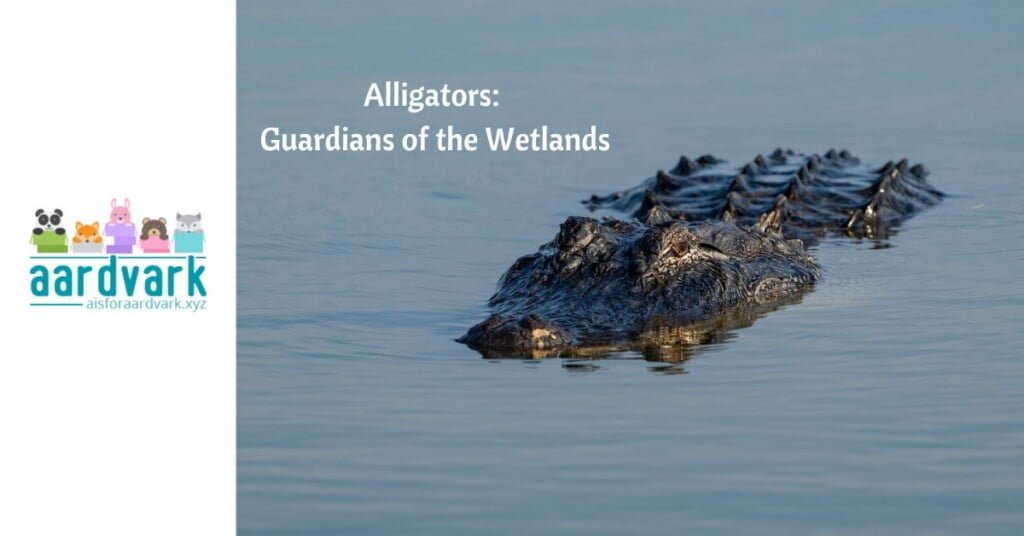 alligator swimming in open water. text reads, alligators, guardians of the wetlands