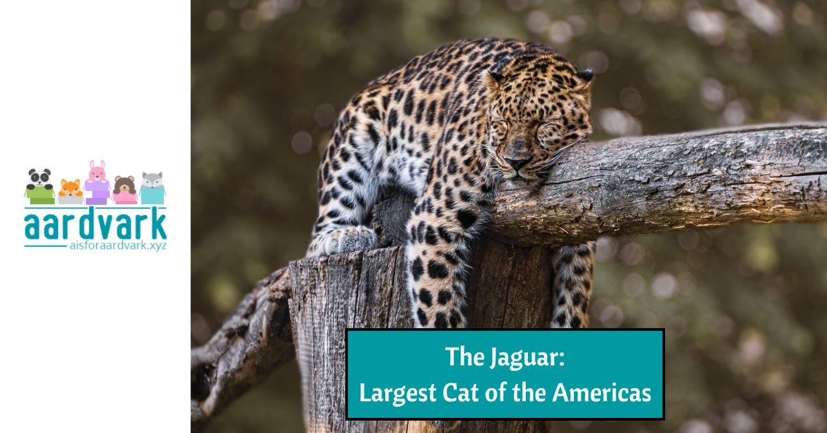 a jaguar sleeping on a branch. text reads, "the jaguar: largest cat of the americas"