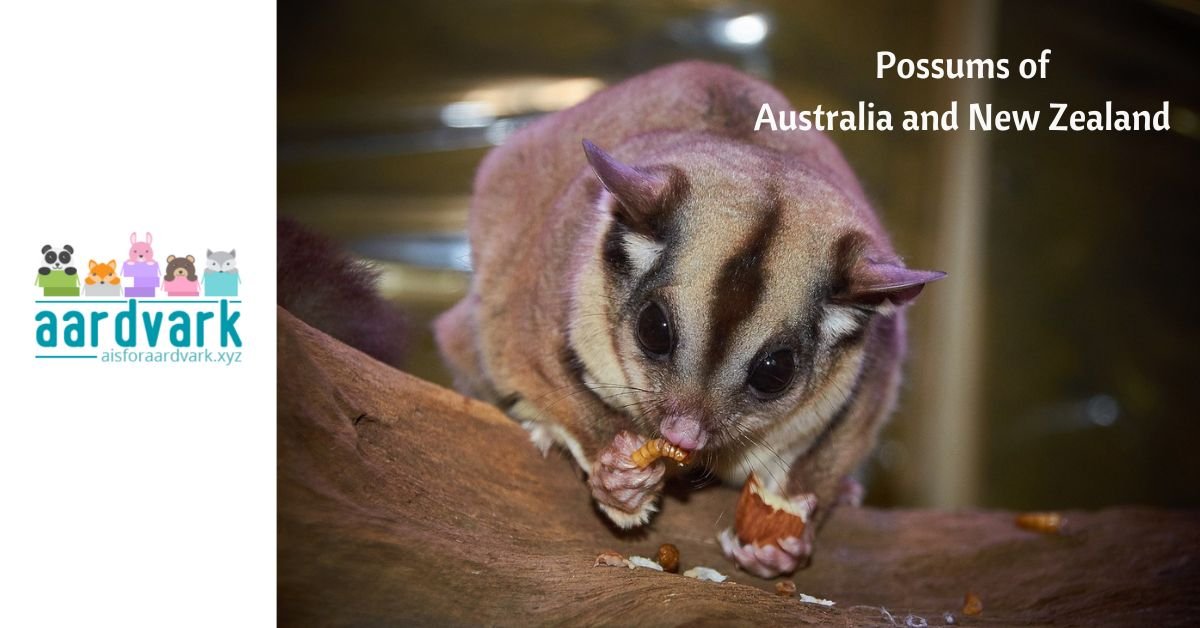 a sugar glider prepares to eat a mealy worm. Text reads, the possums of Australia and New Zealand