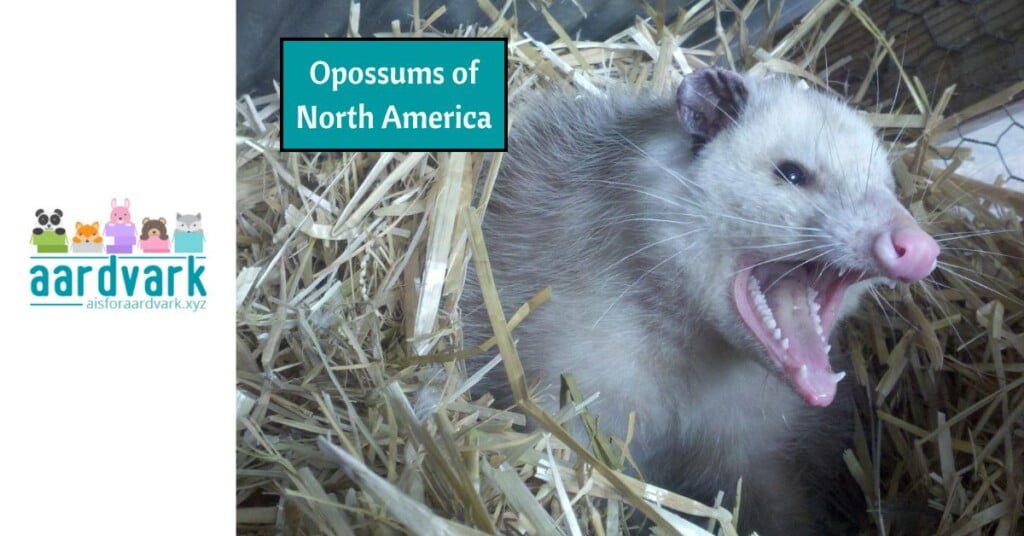 an opossum sticks it head out of a straw nest. text reads, the opossums of north america