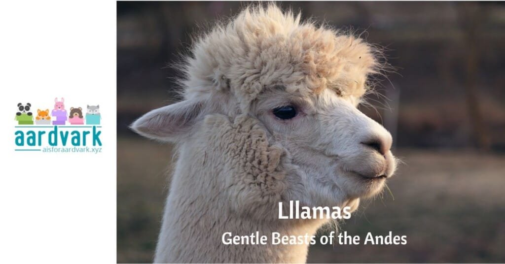 a llama's head is pictured, looked to the side of the photographer. Text reads, llamas, gentle beasts of the andes