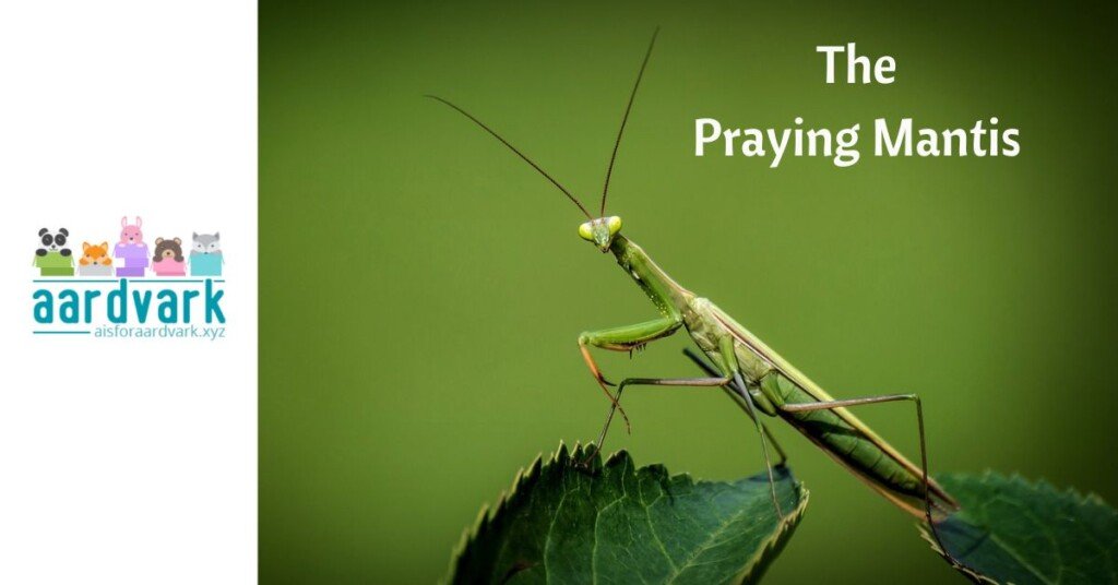 A praying mantis perched on a leaf, on a green background. Text reads, The Praying Mantis