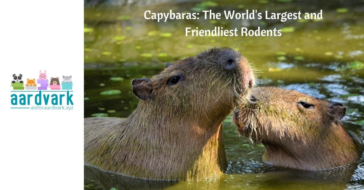 two capybaras in a river, text reads capybaras: the world's largest and friendliest rodents