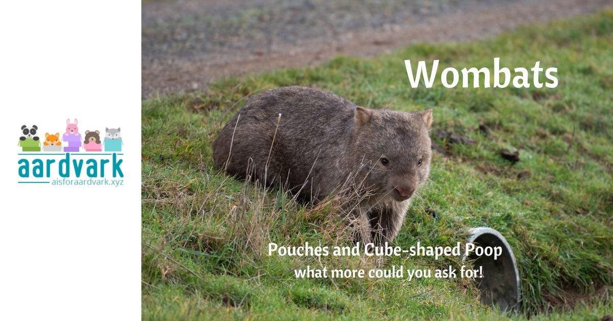 a wombat in the grass. text reads, wombats: pouches and cube-shaped poop, what more could you ask for