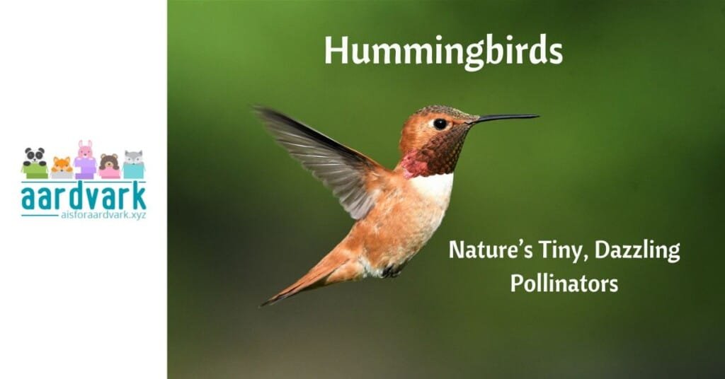 A hummingbird in mid-air. Text reads, Hummingbirds: Nature's tiny, dazzling pollinators