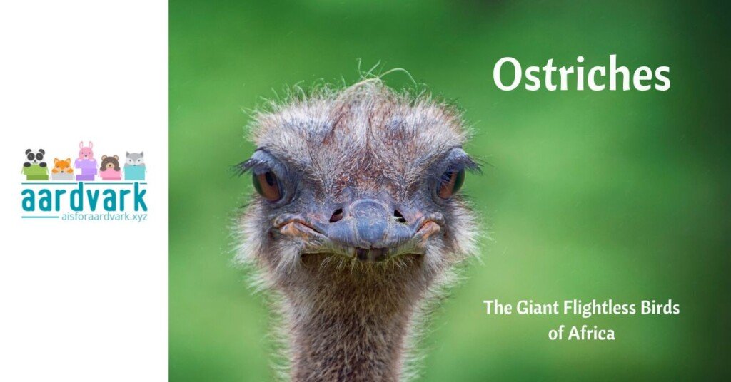 a closeup of an ostrich, from the neck up. Text reads, Ostriches, The giant, flightless birds of Africa