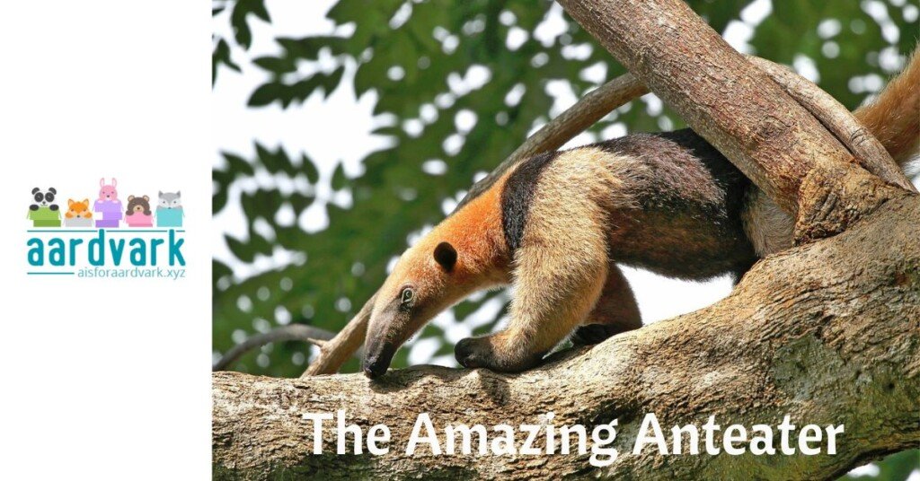 an arboreal anteater. Text at foot of photo says, The Amazing Anteater