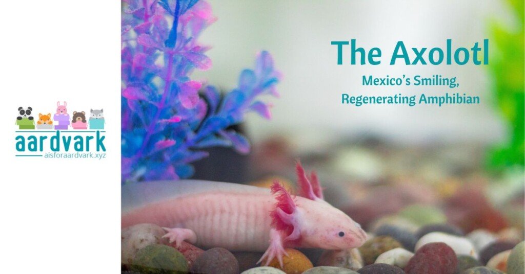 an albino axolotl in a fish tank, Text reads, The axololt, Mexico’s Smiling, Regenerating Amphibian