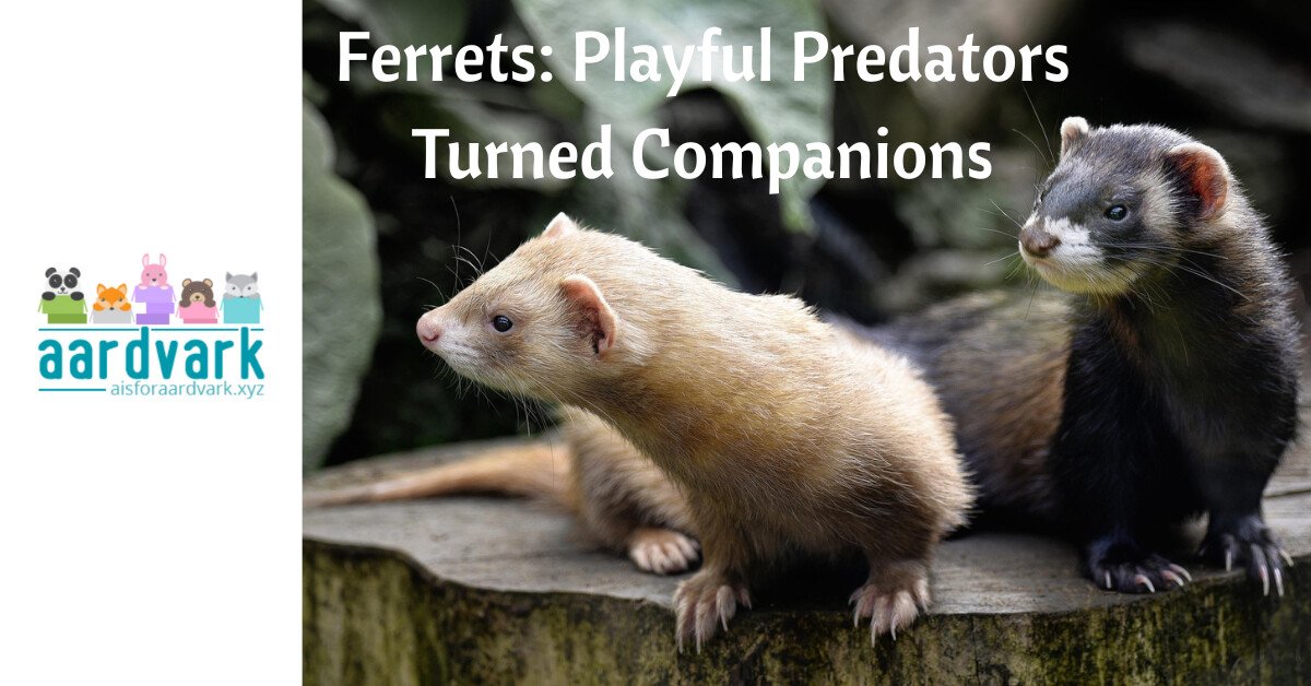 two ferrets sit on a log. text reads, ferrets, playful predators turned companions