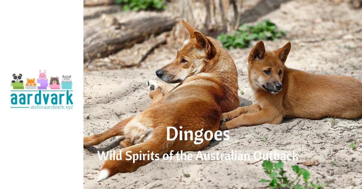 two dingoes lay across a rock